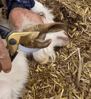🐏🐂🐴 Taglia Zoccoli per Pecore, Mucche e Cavalli