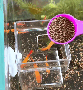 Alimentatore Galleggiante per Acquario