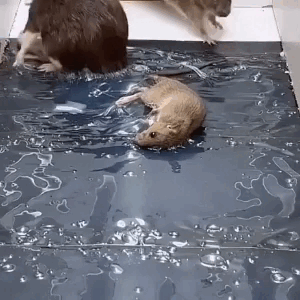 Trappola per topi adesiva grande