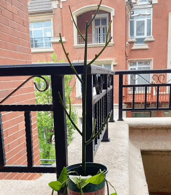 Palo di supporto per piante