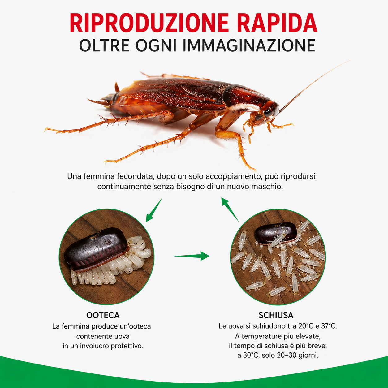 Esca In Gel Per Scarafaggi Pratica Ed Efficace
