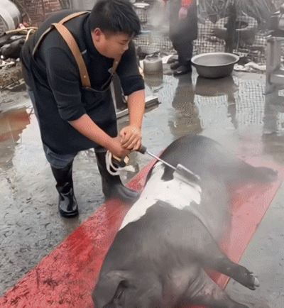 Testina Rimozione Pelo Animale