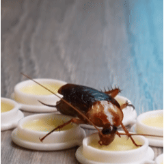 🪳 Esca In Gel Per Scarafaggi Pratica Ed Efficace