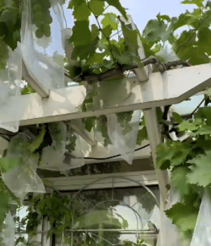 Sacchetto protettivo per alberi da frutto contro insetti e uccelli