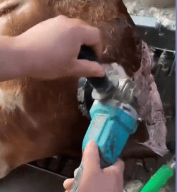 Disco Raschiatore Professionale per Bestiame e Pollame