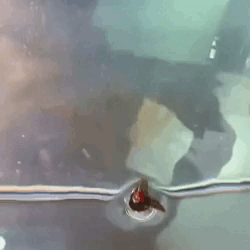 Esche Bioniche per Pesca a Mosca