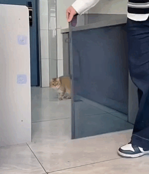 Cancelletto in rete per scale per animali domestici