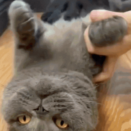 Guanto Raccogli Pelo per Cani e Gatti (1 paio)